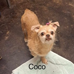 Thumbnail photo of Coco #1
