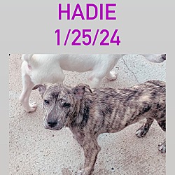 Thumbnail photo of Hadie #2