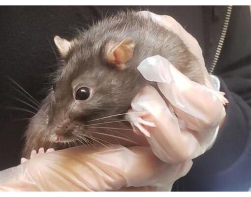 Quebec Rats Montreal, QC - Rat. Meet Gigi a Pet for Adoption - AdoptaPet.com