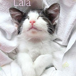 Thumbnail photo of Lala (Sibling- Lulu) #2