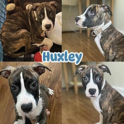 Thumbnail photo of Huxley #1