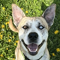 adopt a pet
