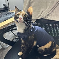 adopt a pet