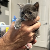 adopt-pet