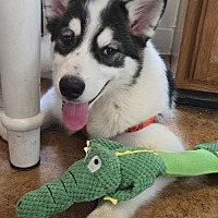 adopt a pet
