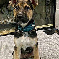 adopt a pet