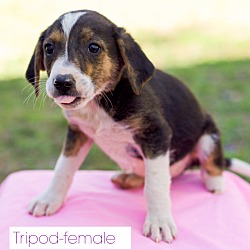 Thumbnail photo of Tripod (REDUCED FEE!) (Pom-dc) #1