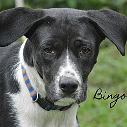 Thumbnail photo of Bingo~adopted! #1