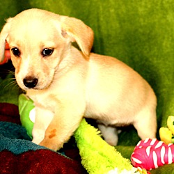 Thumbnail photo of Chicklet~adopted! #2