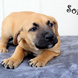 Thumbnail photo of Sonic~adopted! #2