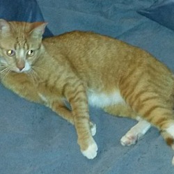 Thumbnail photo of Scooter III-Petsmart Foster Home #2
