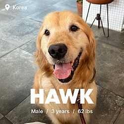 Thumbnail photo of Hawk #1