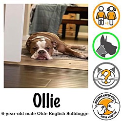 Photo of Ollie