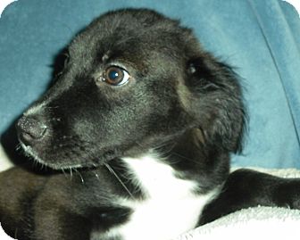Labrador Sheltie Mix Goldenacresdogs Com