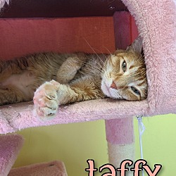 Photo of Taffy