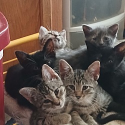Thumbnail photo of 7 Kittens #2