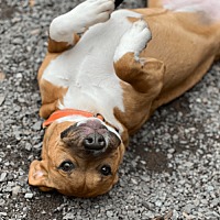 adopt a pet