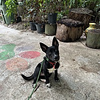 adopt a pet