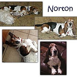 Thumbnail photo of Norton #1
