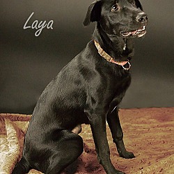 Thumbnail photo of Laya #1