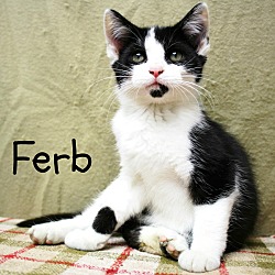 Thumbnail photo of Ferb-Vocal, affectionate baby #1