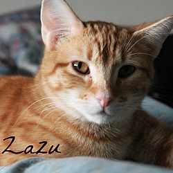Thumbnail photo of Zazu #1