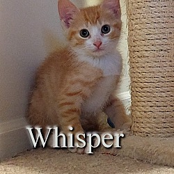 Photo of Whisper