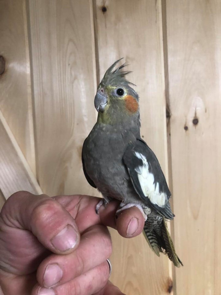 cockatiels for adoption near me