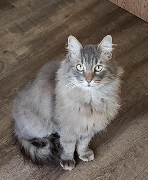 Adopt Claude A Gray, Blue Or Silver Tabby Maine Coon ...