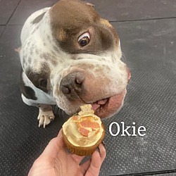 Thumbnail photo of Okie #4