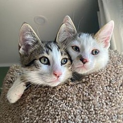 Thumbnail photo of Kittens - Chase & Marshall #2