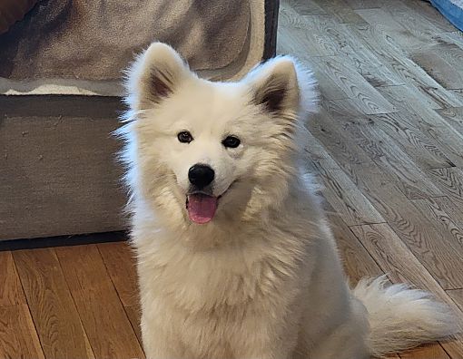 Samoyed shop rescue sf
