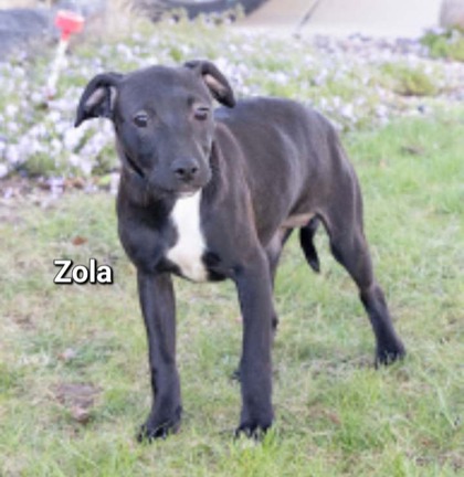 Thumbnail photo of Zola #2