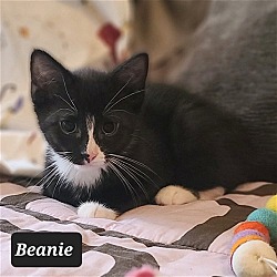 Thumbnail photo of Beanie #2