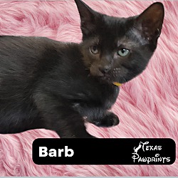 Photo of Barb