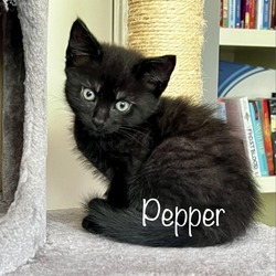 Thumbnail photo of Pepper #1