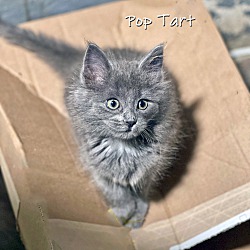 Thumbnail photo of Pop Tart #2