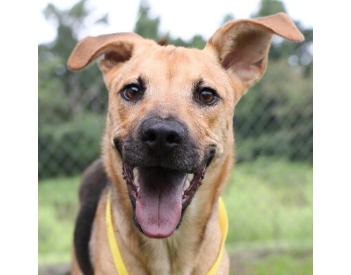 Wilmington, NC - German Shepherd Dog. Meet A490544 a Pet for Adoption ...