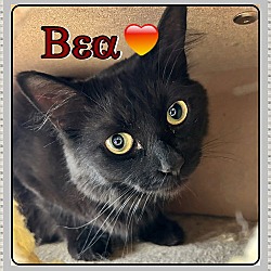 Thumbnail photo of BEA #4