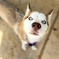 Thumbnail photo of Lavender Lovable Jean the tiny Husky #1