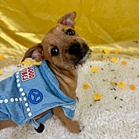 adopt a pet