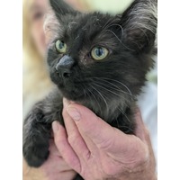 adopt-pet