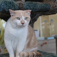 CLOUD - Domestic Shorthair available for adoption