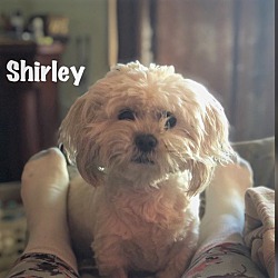 Thumbnail photo of Shirley #1