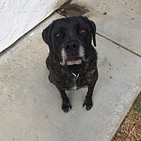 Cane Corso Puppies For Sale In San Diego California