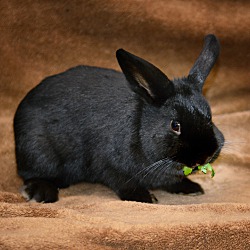 Adopted Pets At Red Door Animal Shelter In Chicago Illinois