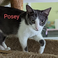 Photo of Posey