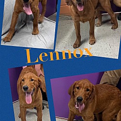 Thumbnail photo of Lenox/ADOPTED #4