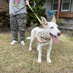 Thumbnail photo of HADLEY   19 POUND PUPPY  FALL IN LOVE SPECIAL $185  FOSTERED IN NEW JERSEY #4