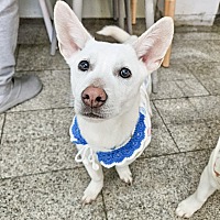 adopt-pet